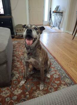 Rescue Pit Bull Terrier Dogs for Adoption in Mount Holly, New Jersey - Gretchen | PetCurious