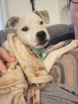 Rescue Labrador Retriever and Boxer Dogs for Adoption in Chandler, Arizona - LOLA | PetCurious