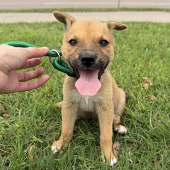 Black Mouth Cur Dogs Available for Adoption in Harlingen, Texas - Sterling | PetCurious