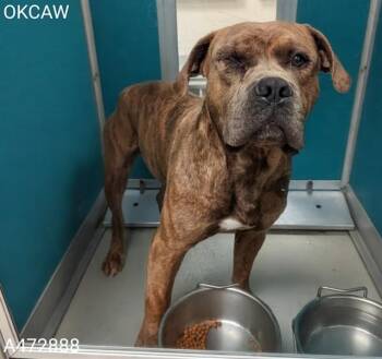 Pit Bull Terrier and Mixed Breed Dogs Available for Adoption in Oklahoma City, Oklahoma - A472888 | PetCurious