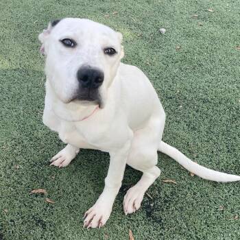 Mixed Breed Dogs Available for Adoption in Bartlett, Tennessee - Shelby | PetCurious