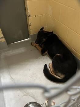 DAPHNE -  German Shepherd Dog Dog for Adoption in Tulsa, Oklahoma - DAPHNE | PetCurious