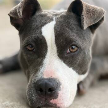 Rescue Terrier and Mixed Breed Dogs for Adoption in Corpus Christi, Texas - Isadora | PetCurious