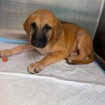 Cowboy 26-08-059 -  Black Mouth Cur Dog for Adoption in Bastrop, Texas - Cowboy 26-08-059 | PetCurious