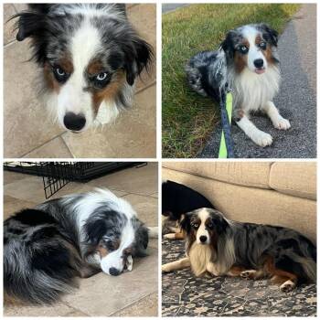 Zoomie -  Australian Shepherd Dog for Adoption in Zionsville, Indiana - Zoomie | PetCurious