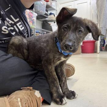 German Shepherd Dog Dogs Available for Adoption in Phoenixville, Pennsylvania - Bug | PetCurious