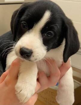 NORA -  Rat Terrier Dog for Adoption in Elizabethton, Tennessee - NORA | PetCurious