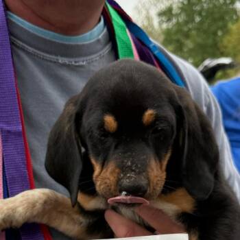 Mixed Breed Dogs Available for Adoption in Rockville, Maryland - Elmer | PetCurious