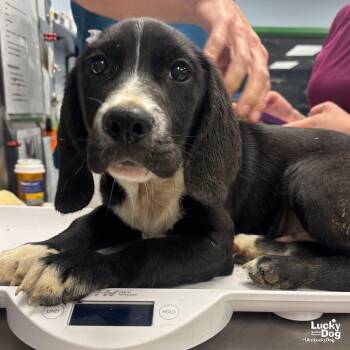 Border Collie Dogs Available for Adoption in Washington, District Of Columbia - Griffin | PetCurious