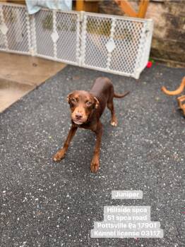 Dachshund and Hound Dogs Available for Adoption in Pottsville, Pennsylvania - Juniper | PetCurious