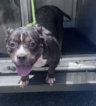 Webkins - 2 -  Pit Bull Terrier and Mixed Breed Dog for Adoption in Daytona Beach, Florida - Webkins - 2 | PetCurious