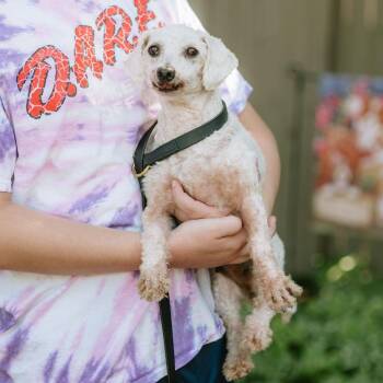 Long Tall Sally -  Bichon Frise Dog for Adoption in Chester Springs, Pennsylvania - Long Tall Sally | PetCurious
