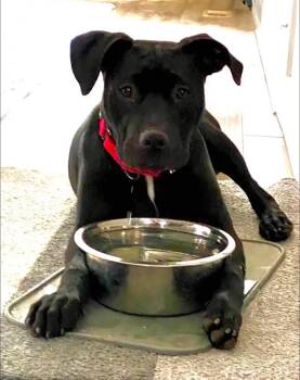 Francesca -  Pit Bull Terrier Dog for Adoption in Littleton, Colorado - Francesca | PetCurious