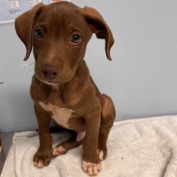 Ernie -  Chocolate Labrador Retriever and Mixed Breed Dog for Adoption in Franklin, North Carolina - Ernie | PetCurious
