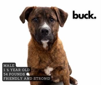 Buck -  Mixed Breed Dog for Adoption in Ashland, Kentucky - Buck | PetCurious