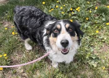 Australian Shepherd Dogs Available for Adoption in Colorado Springs, Colorado - ANNABETH | PetCurious