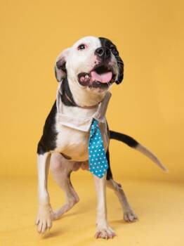 Anderson -  Pit Bull Terrier and Mixed Breed Dog for Adoption in Atlanta, Georgia - Anderson | PetCurious
