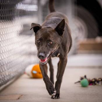 Gong- Ju -  Jindo and Labrador Retriever Dog for Adoption in Twentynine Palms, California - Gong- Ju | PetCurious