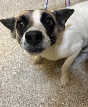A1913867 -  Terrier and Mixed Breed Dog Available for Adoption in Blythe, California - A1913867 | PetCurious