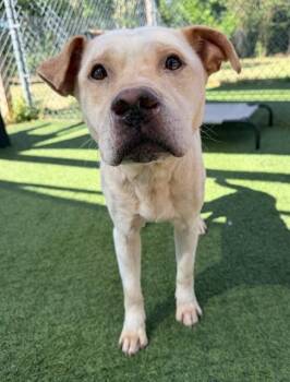 Mixed Breed Dogs Available for Adoption in Columbia, South Carolina - COTTON | PetCurious