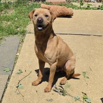 Samson -  Shar Pei Dog for Adoption in Old Bridge, New Jersey - Samson | PetCurious