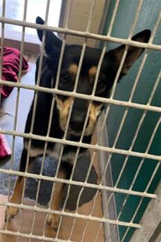 Rescue German Shepherd Dog and Mixed Breed Dogs for Adoption in Texas City, Texas - A040149 | PetCurious