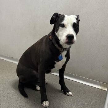 Athena -  Border Collie and Terrier Dog for Adoption in Des Moines, Iowa - Athena | PetCurious