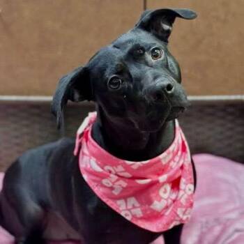 Labrador Retriever and Terrier Dogs Available for Adoption - Pantera | PetCurious
