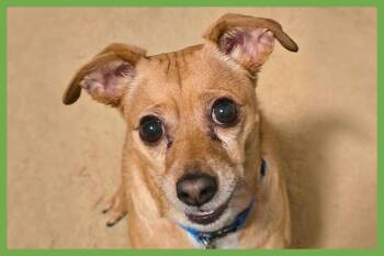 Rescue Chihuahua and Pomeranian Dogs for Adoption in Amherst, Massachusetts - Duncan | PetCurious