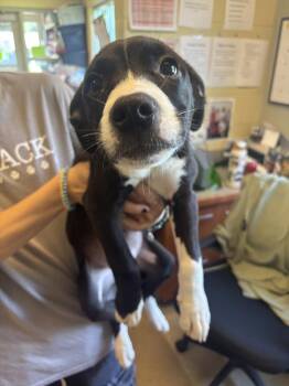 Wonda -  American Staffordshire Terrier Dog for Adoption in Kalamazoo, Michigan - Wonda | PetCurious