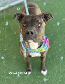 Violet(805) -  Pit Bull Terrier Dog for Adoption in Marietta, Georgia - Violet(805) | PetCurious