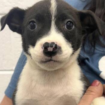 Charlotte -  Border Collie Dog for Adoption in Copiague, New York - Charlotte | PetCurious