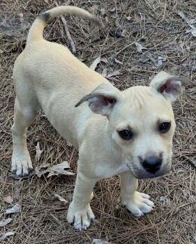 Milo Lonestar -  Terrier Dog for Adoption in Rockaway, New Jersey - Milo Lonestar | PetCurious