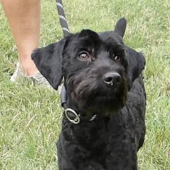Sherlock Holmes -  Mixed Breed Dog for Adoption in Gloucester, Virginia - Sherlock Holmes | PetCurious