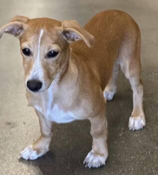 Adrian -  Dachshund and Chihuahua Dog for Adoption in Schertz, Texas - Adrian | PetCurious