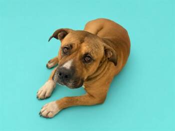 BIFF -  American Bulldog Dog for Adoption in Doral, Florida - BIFF | PetCurious