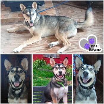 Maximilian “Max” -  Husky and Mixed Breed Dog for Adoption in Kenai, Alaska - Maximilian “Max” | PetCurious