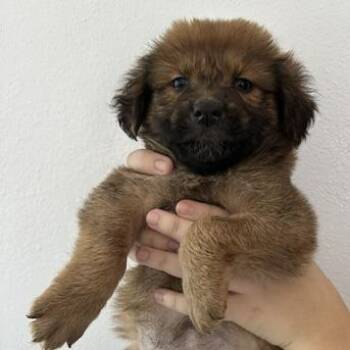 Ewok puppy 7 -  Golden Retriever and Border Collie Dog for Adoption in San Juan, San Juan - Ewok Puppy 7 | PetCurious