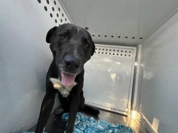 HARPER -  Labrador Retriever and Mixed Breed Dog for Adoption in Martinez, California - HARPER | PetCurious