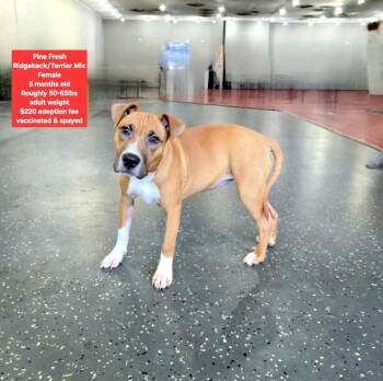 Rhodesian Ridgeback Dogs Available for Adoption - Pine Fresh | PetCurious