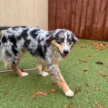 Vivenne -  Australian Shepherd and Mixed Breed Dog for Adoption in Binghamton, New York - Vivenne | PetCurious