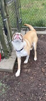 Saint Bernard and Australian Shepherd Dogs Available for Adoption in Leesburg, Virginia - ALBERT | PetCurious