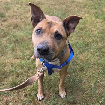 MANDY -  Pit Bull Terrier Dog for Adoption in Barnstable, Massachusetts - MANDY | PetCurious
