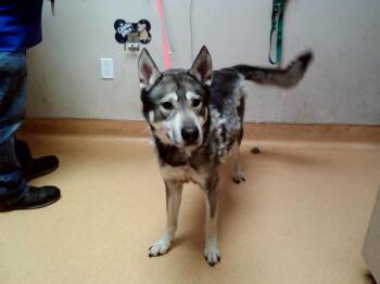Siberian Husky and Mixed Breed Dogs Available for Adoption in Martinez, California - ROVER | PetCurious
