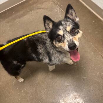 Rescue Pomeranian and Husky Dogs for Adoption in Tulsa, Oklahoma - Abby | PetCurious