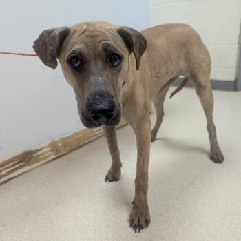 Sunflower -  Black Mouth Cur and Mixed Breed Dog for Adoption in Evansville, Indiana - Sunflower | PetCurious