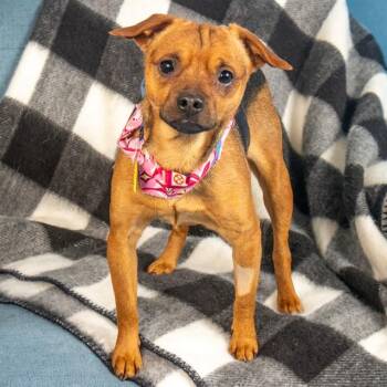 Chihuahua and Mixed Breed Dogs Available for Adoption in St. Louis, Missouri - PLATYPUS | PetCurious