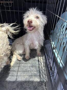 FOXTROT -  Maltese Dog for Adoption in San Antonio, Texas - FOXTROT | PetCurious