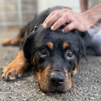 Dottie -  Rottweiler and Mixed Breed Dog for Adoption in San Francisco, California - Dottie | PetCurious