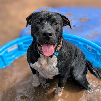 Rescue Black Labrador Retriever and American Bulldog Dogs for Adoption in Sand Springs, Oklahoma - Bo | PetCurious